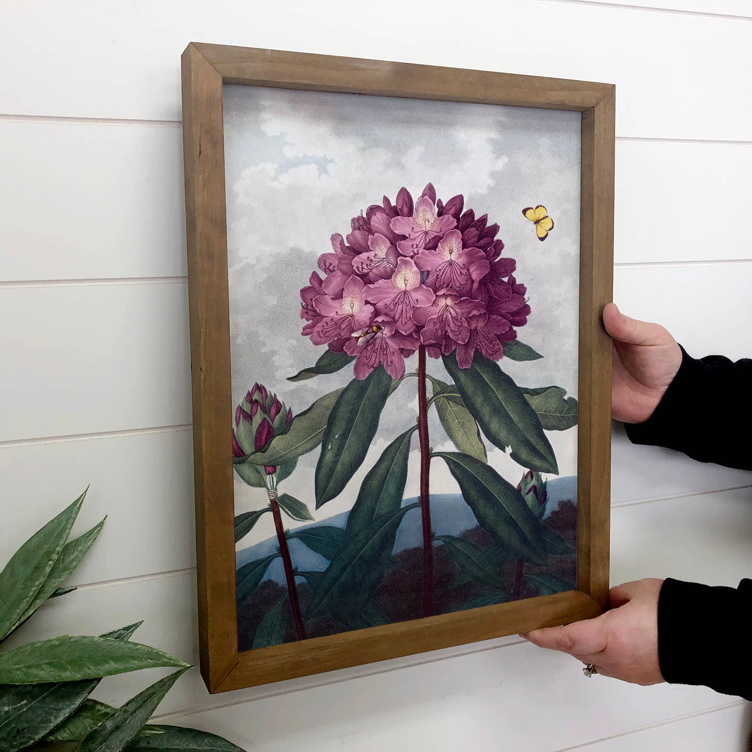 Rhododendron - Flower Canvas Art - Wood Framed Wall Art