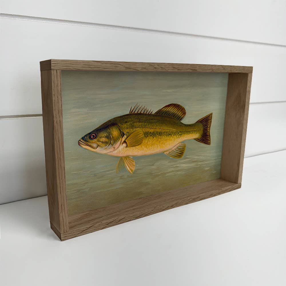 Fish Study Large Mouthed Bass - Fish Canvas Art - Wood Frame
