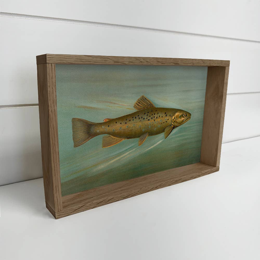 Fish Study Brown Trout - Fish Canvas Art - Wood Framed