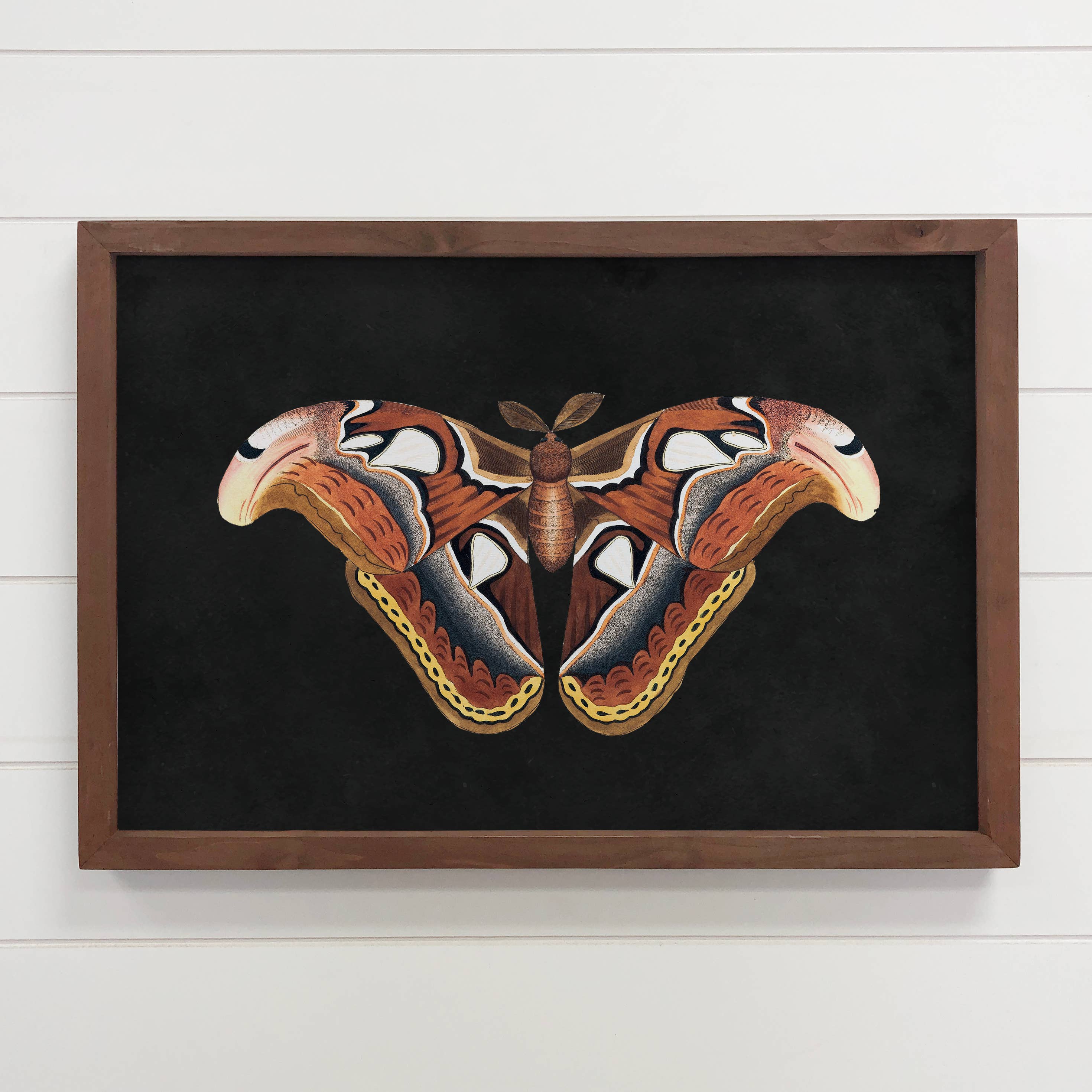 Atlas Moth - Moth Canvas Wall Art - Wood Framed Nature Art