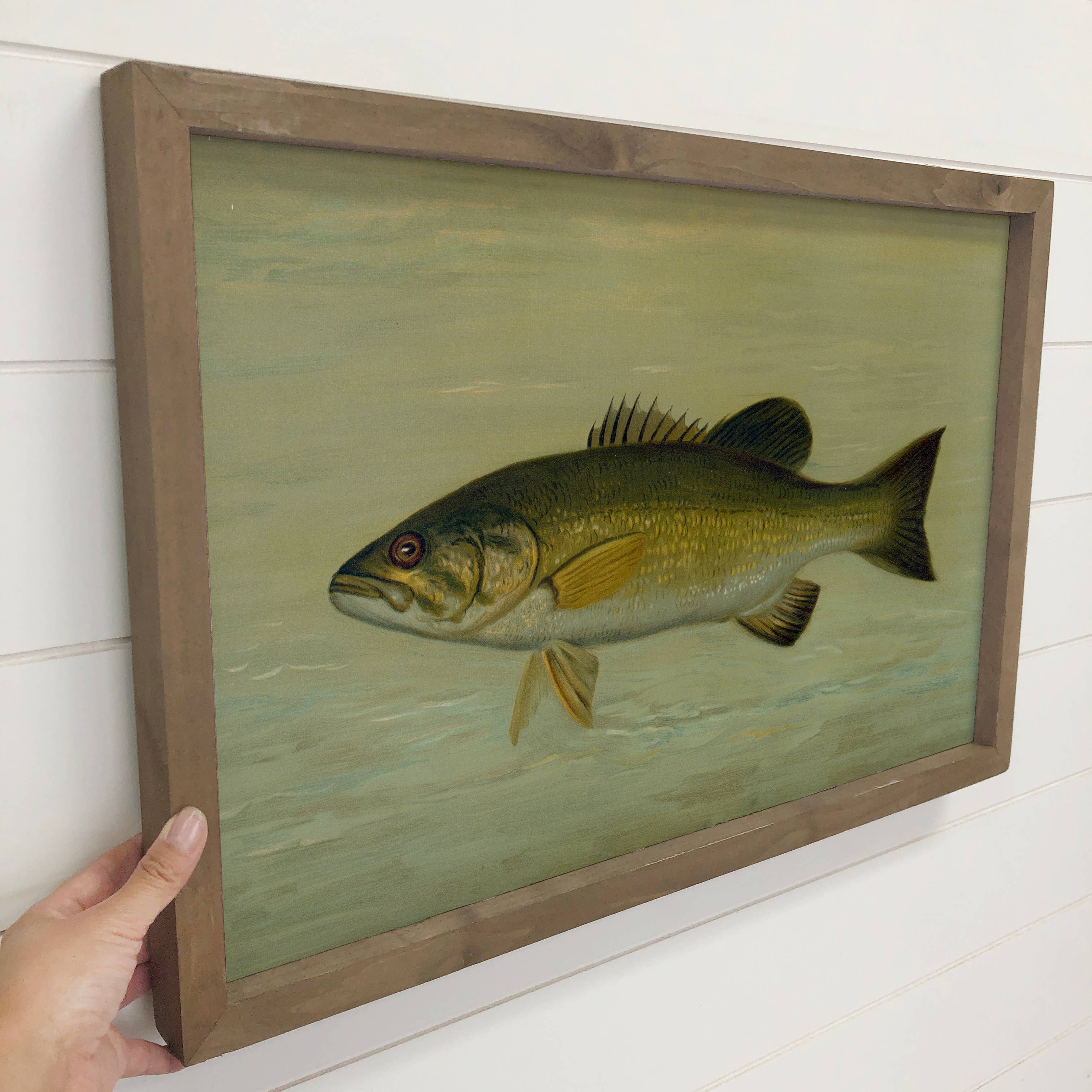 Fish Study Small Mouthed Bass - Fish Canvas Art - Wood Frame