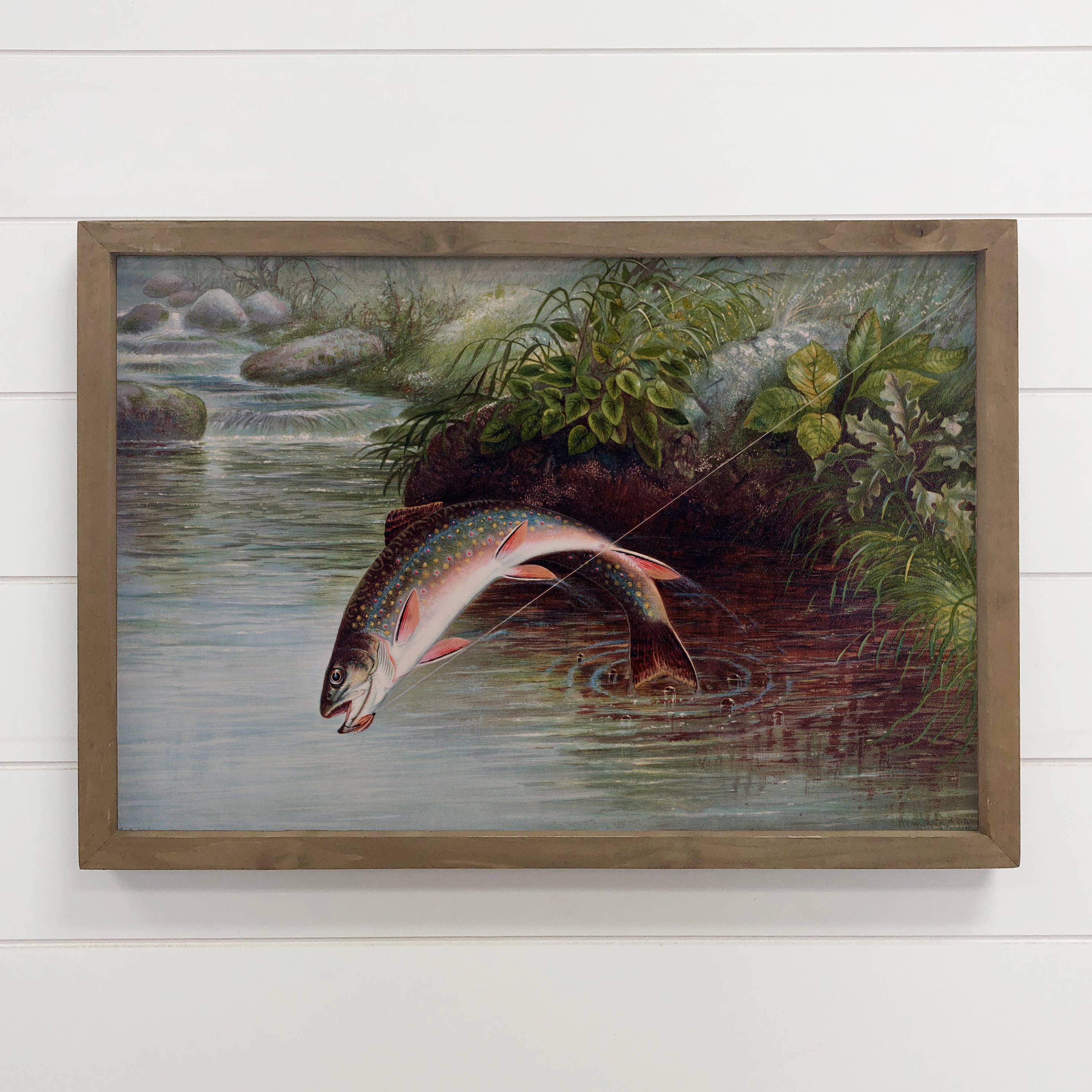 Caught Brook Trout - Fish Canvas Art - Wood Framed