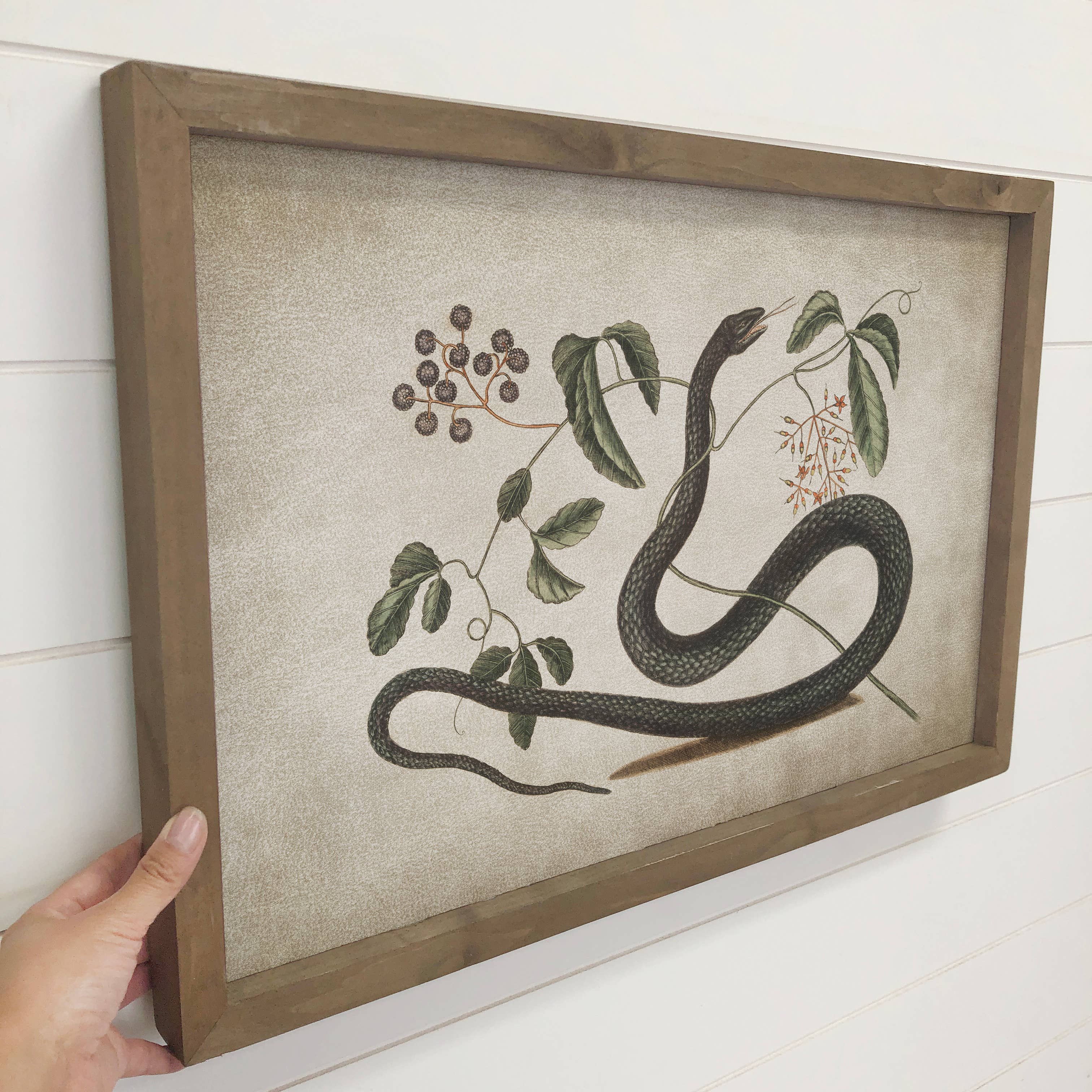 Snake and Blackberries - Snake Canvas Wall Art - Wood Framed