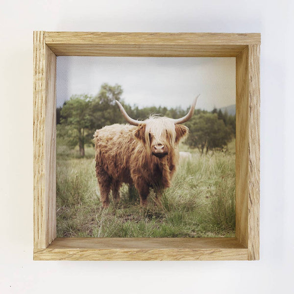 Highland Cow in Grass Small Canvas Decor