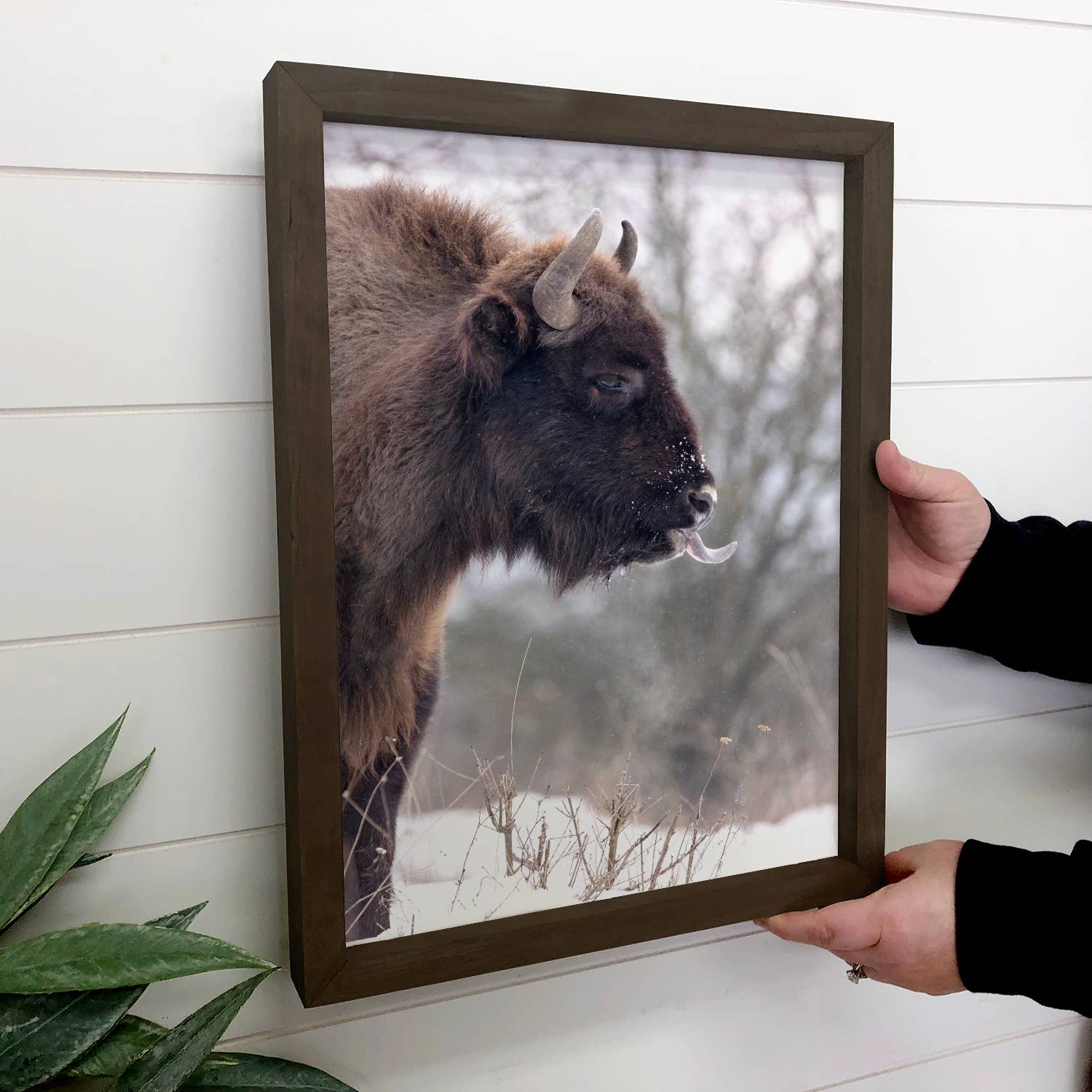 Bison's Tongue - Wildlife Photography Canvas Art - Framed