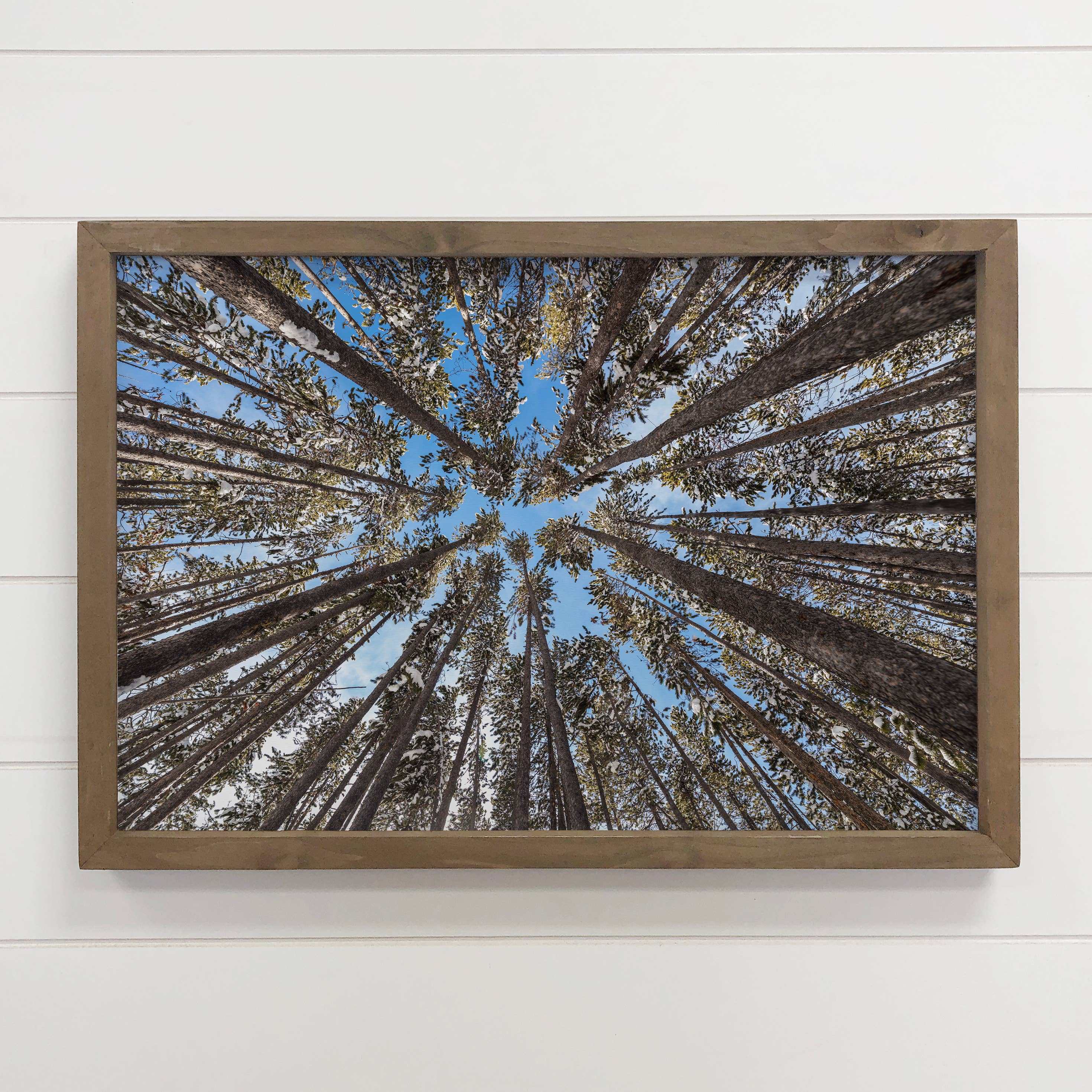 Lodgepole Pine Forest - Nature Canvas Art - Wood Framed Art