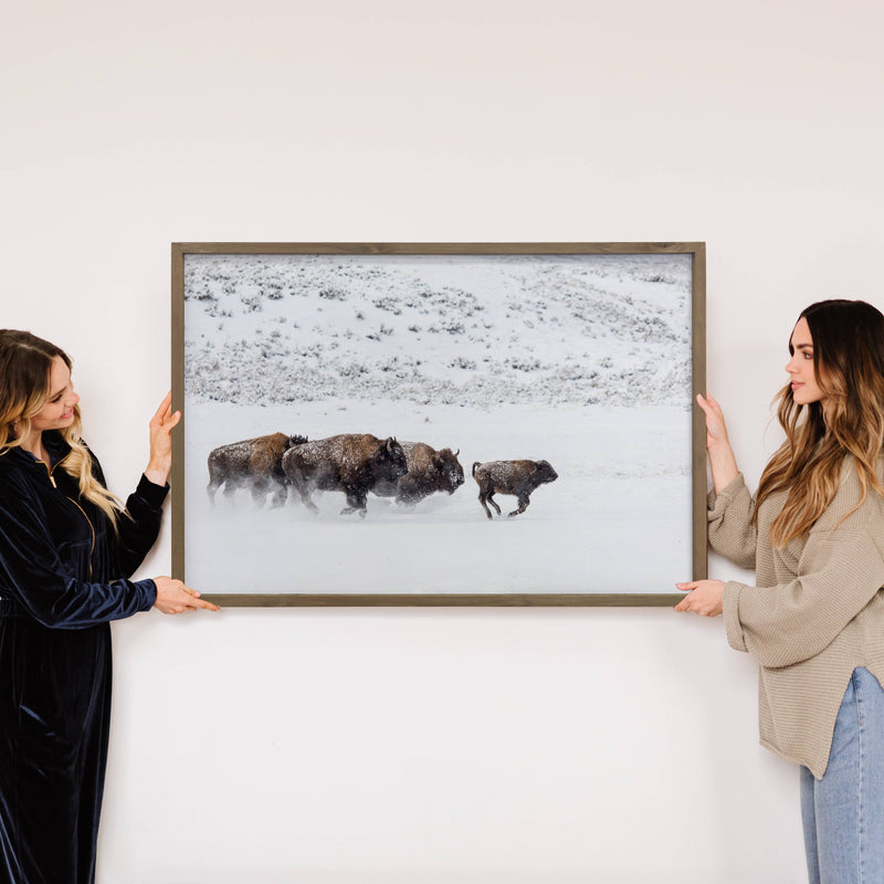 Bison in the Snow - Framed Animal Photograph - Ranch House