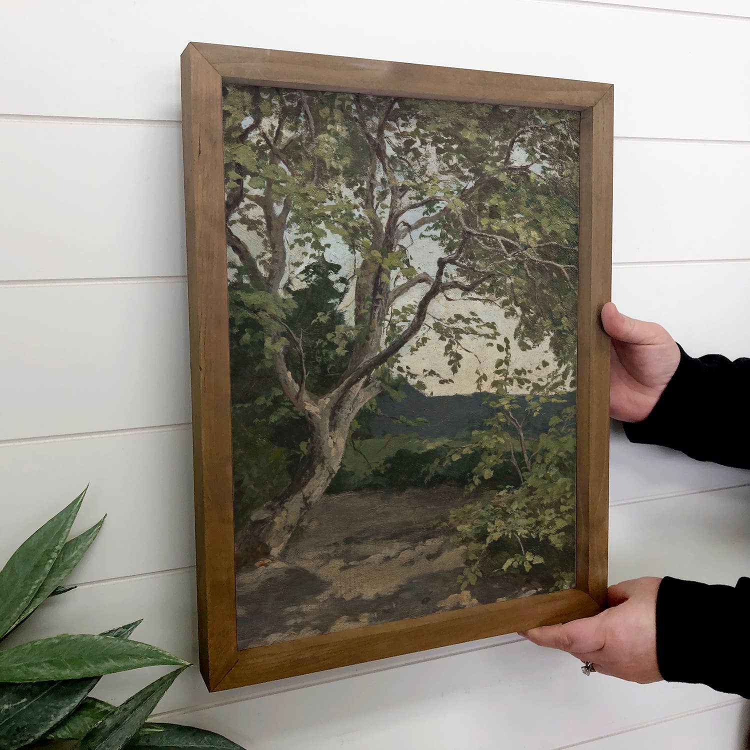 Tree Study - Tree Landscape Canvas Art - Wood Framed Art