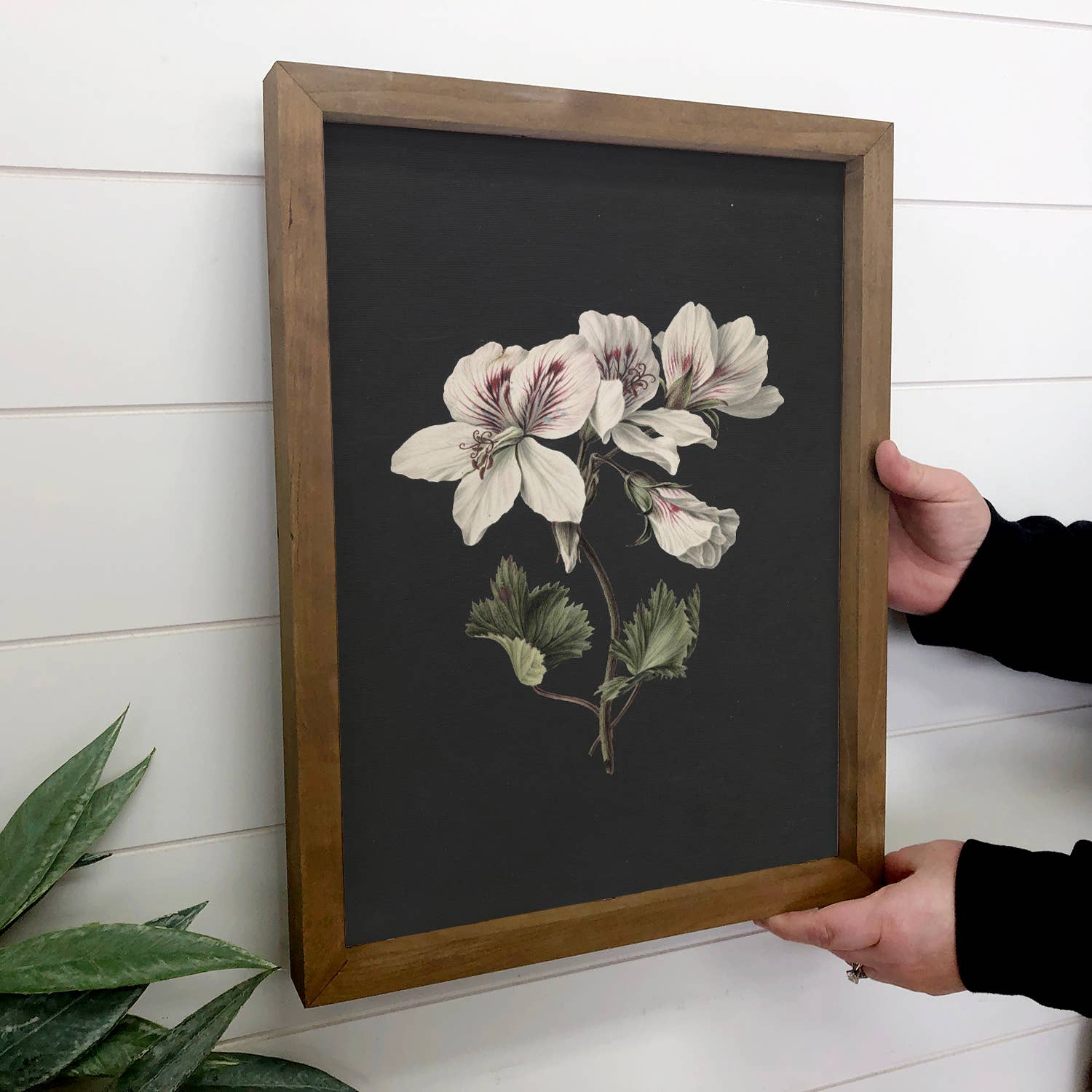 Geraniums on Black - Geraniums Canvas Art - Wood Framed Art