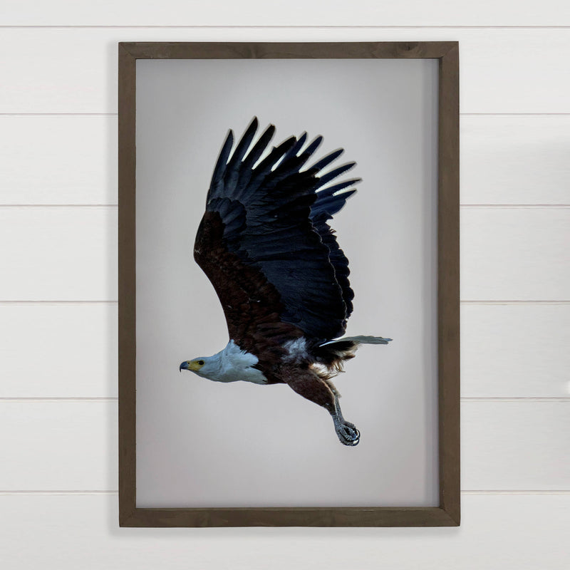 Eagle in Flight - Eagle Photograph Canvas Art - Wood Framed