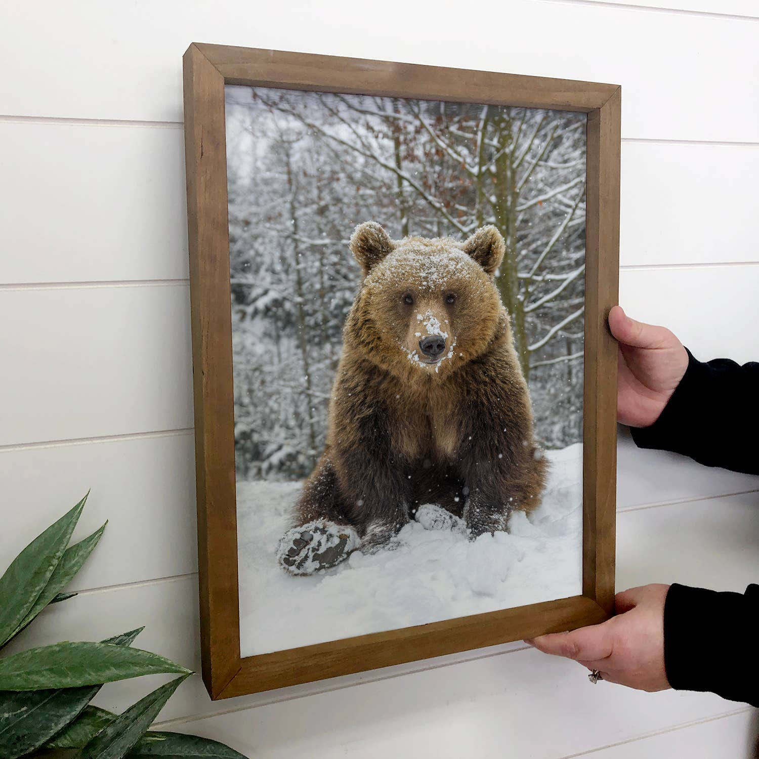 Bear in Snow - Framed Grizzly Photograph - Cabin Wall Decor