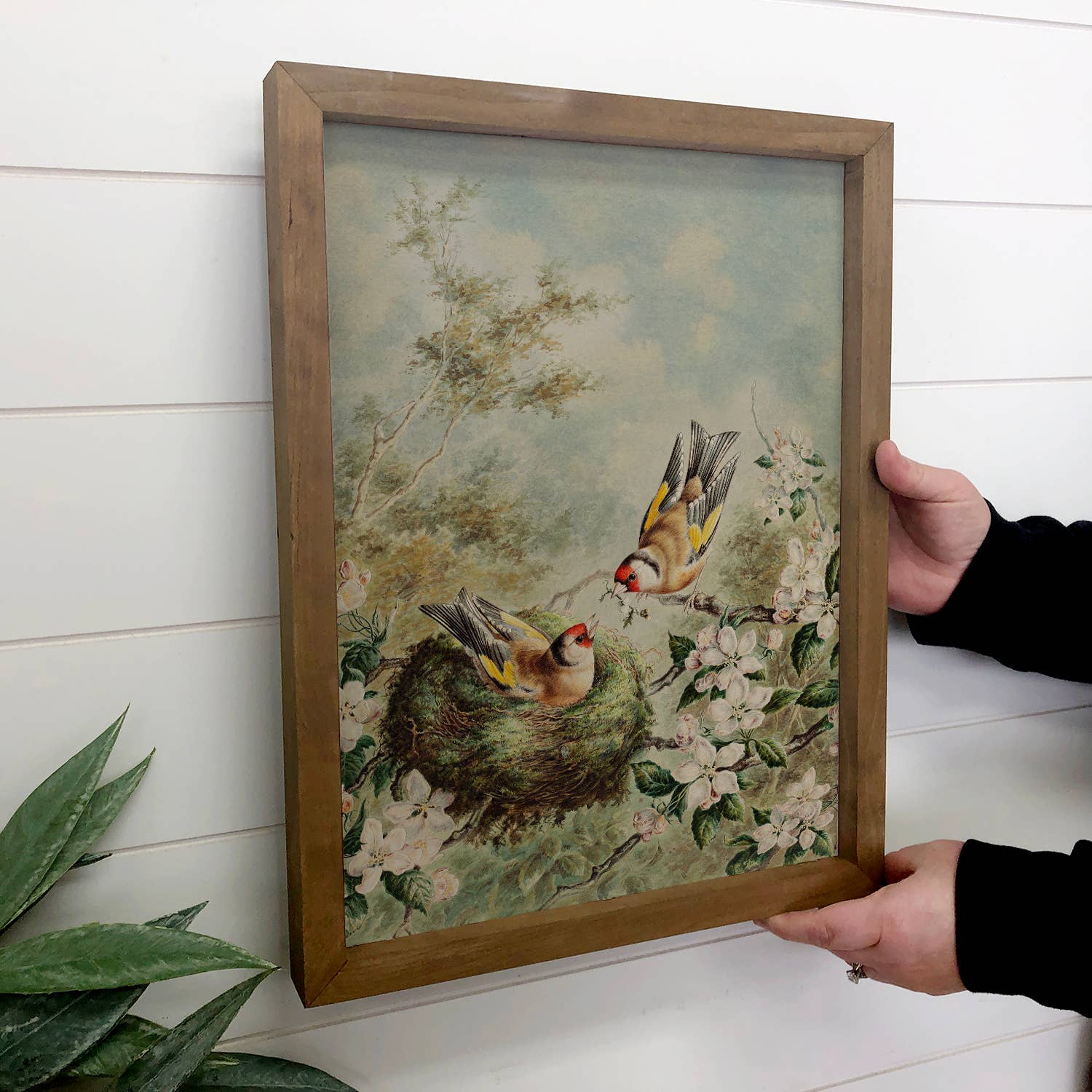 Gold Finches Spring Nest - Bird Canvas Art - Wood Framed Art