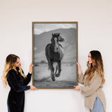 Fast Horse Black and White - Animal Photography - Wood Frame