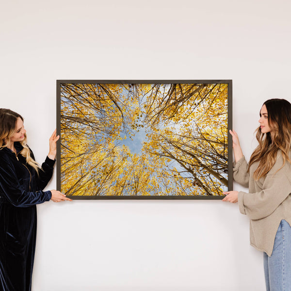 Golden Aspen - Framed Nature Photograph - Fall Canvas Decor