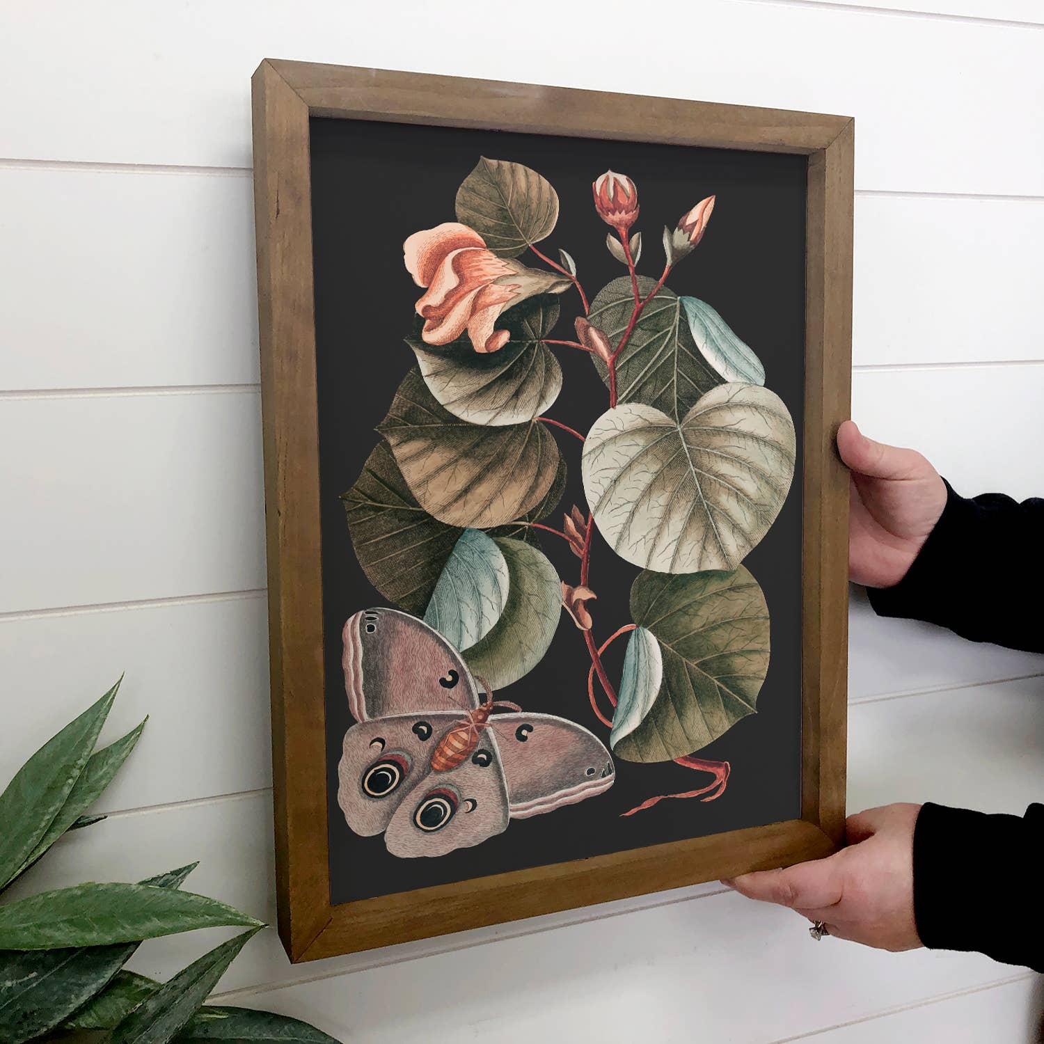 Dark Moth Botanical - Framed Nature Art - Large Wall Art