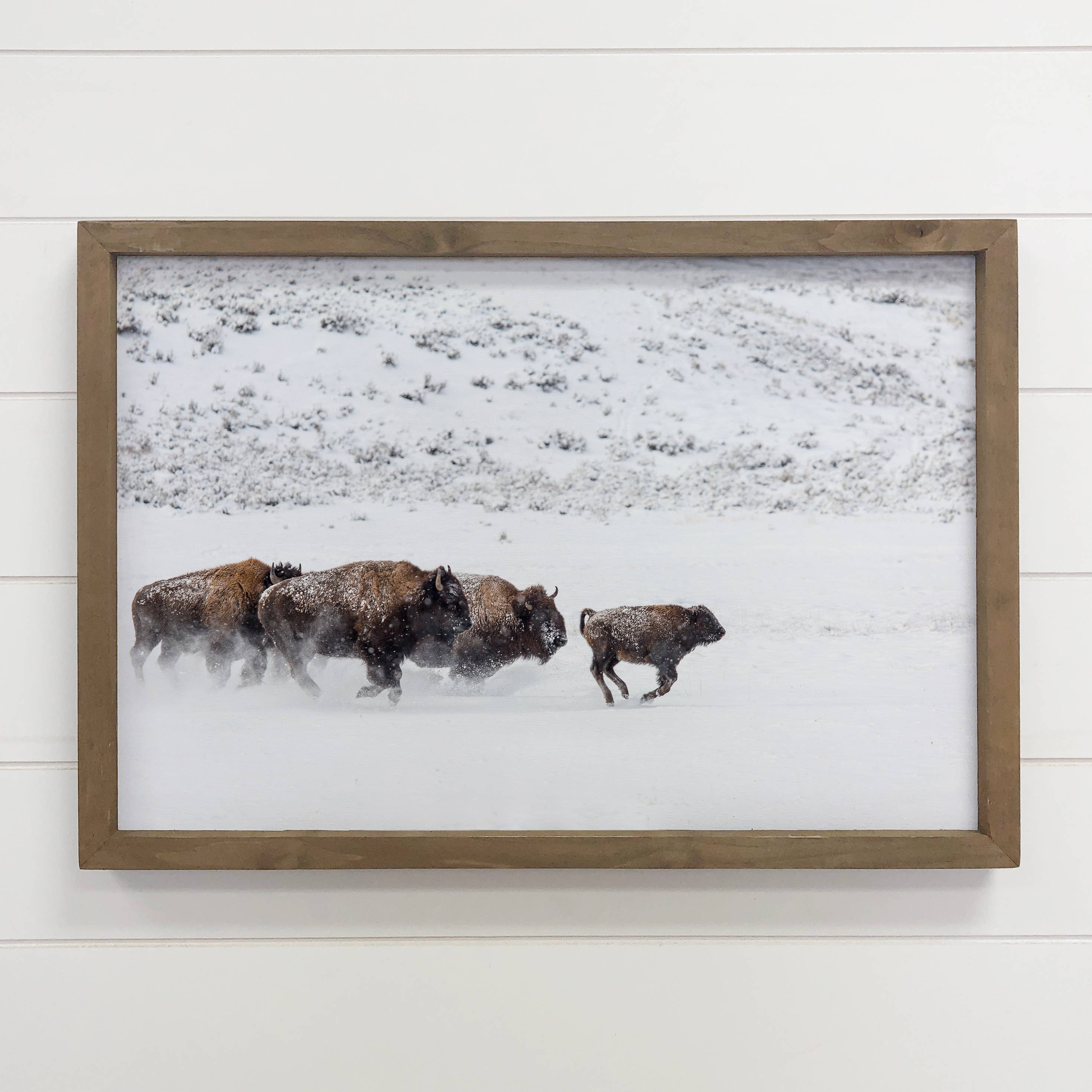 Bison in the Snow - Framed Animal Photograph - Ranch House