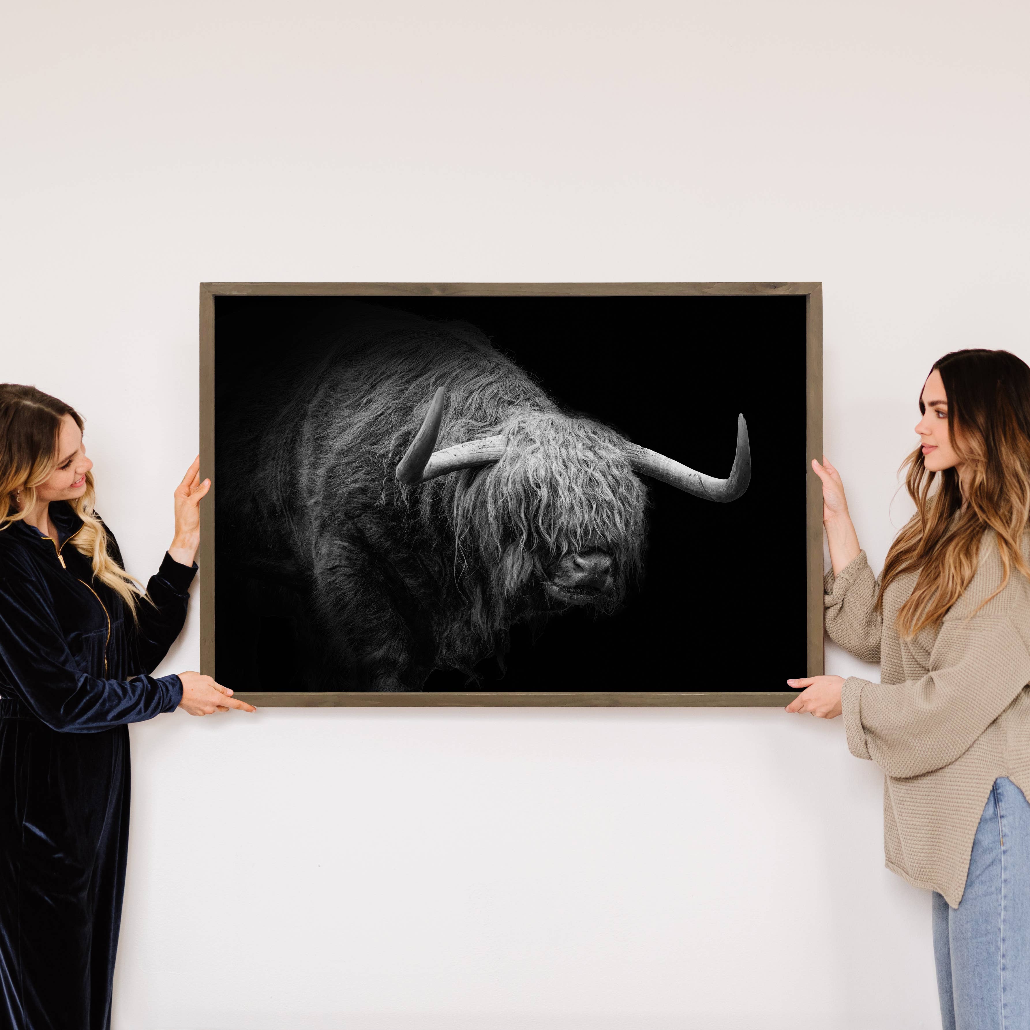 Highland Long Hair Cow - Highland Cow Black and White Photo