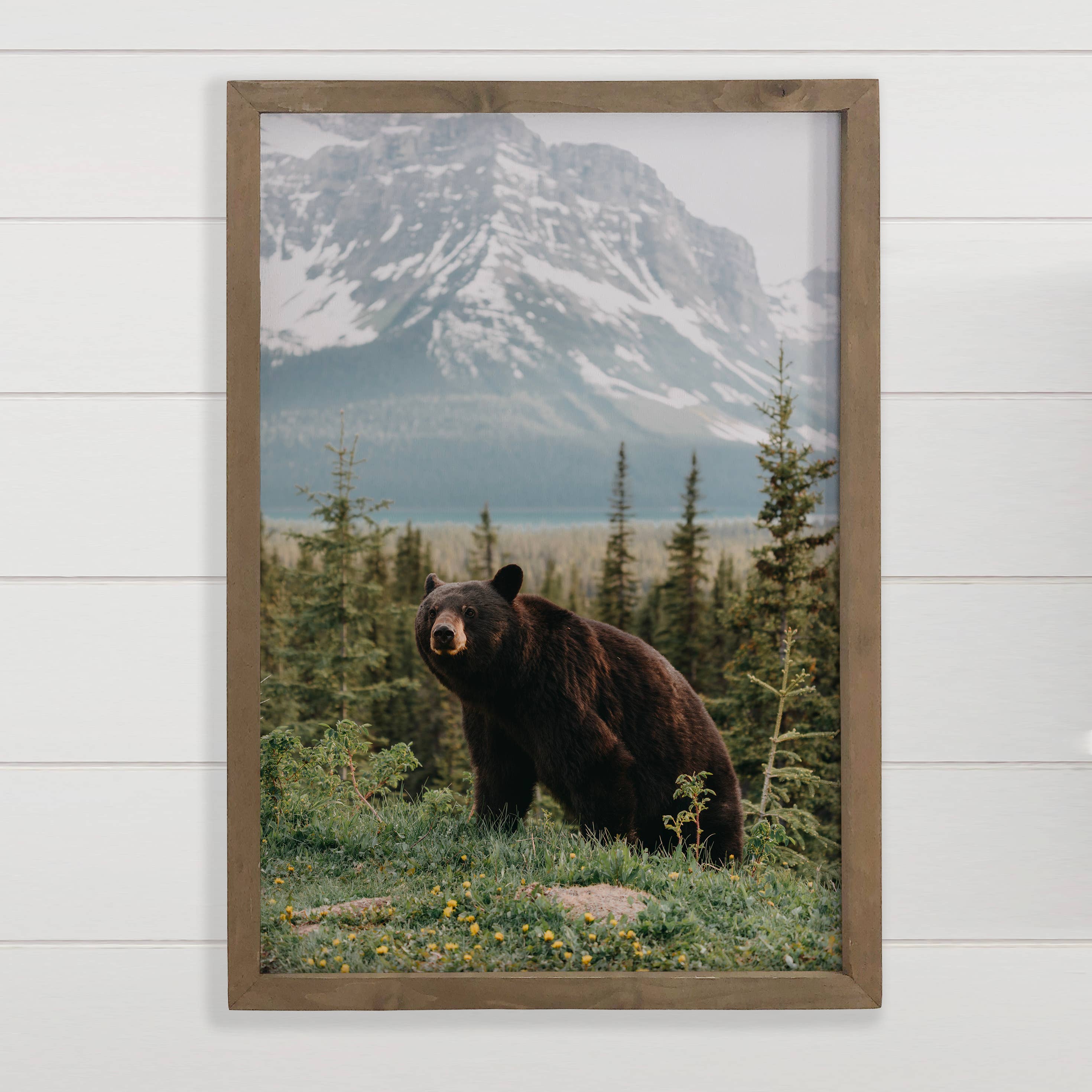 Black Bear Glacier Montana - Wildlife Photograph Canvas Art