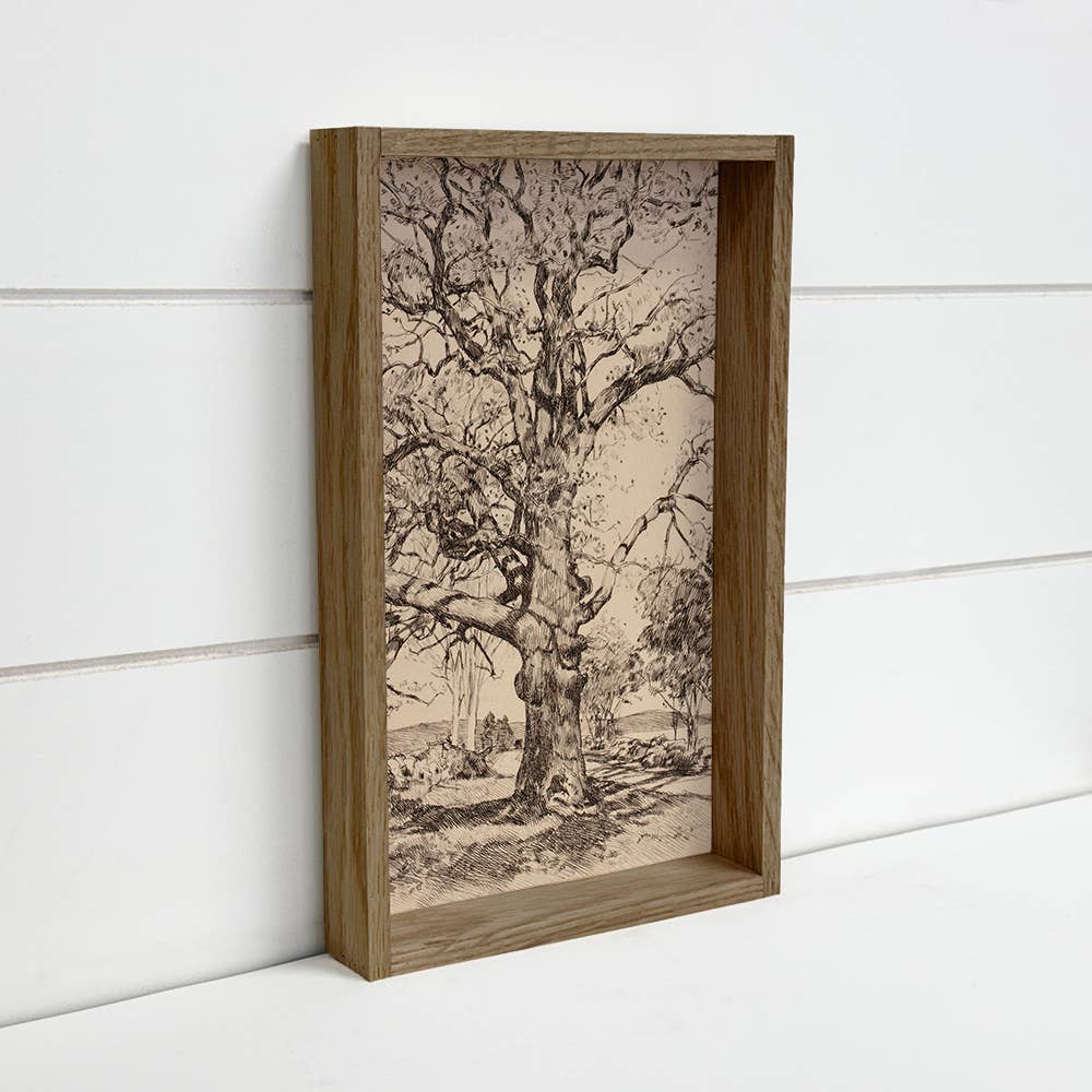 Twisted Oak Tree - Vintage Tree Sketch Canvas Art - Framed