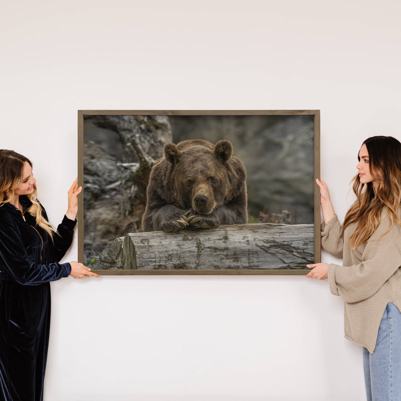 Contemplating Bear - Wildlife Photography - Wood Framed Art