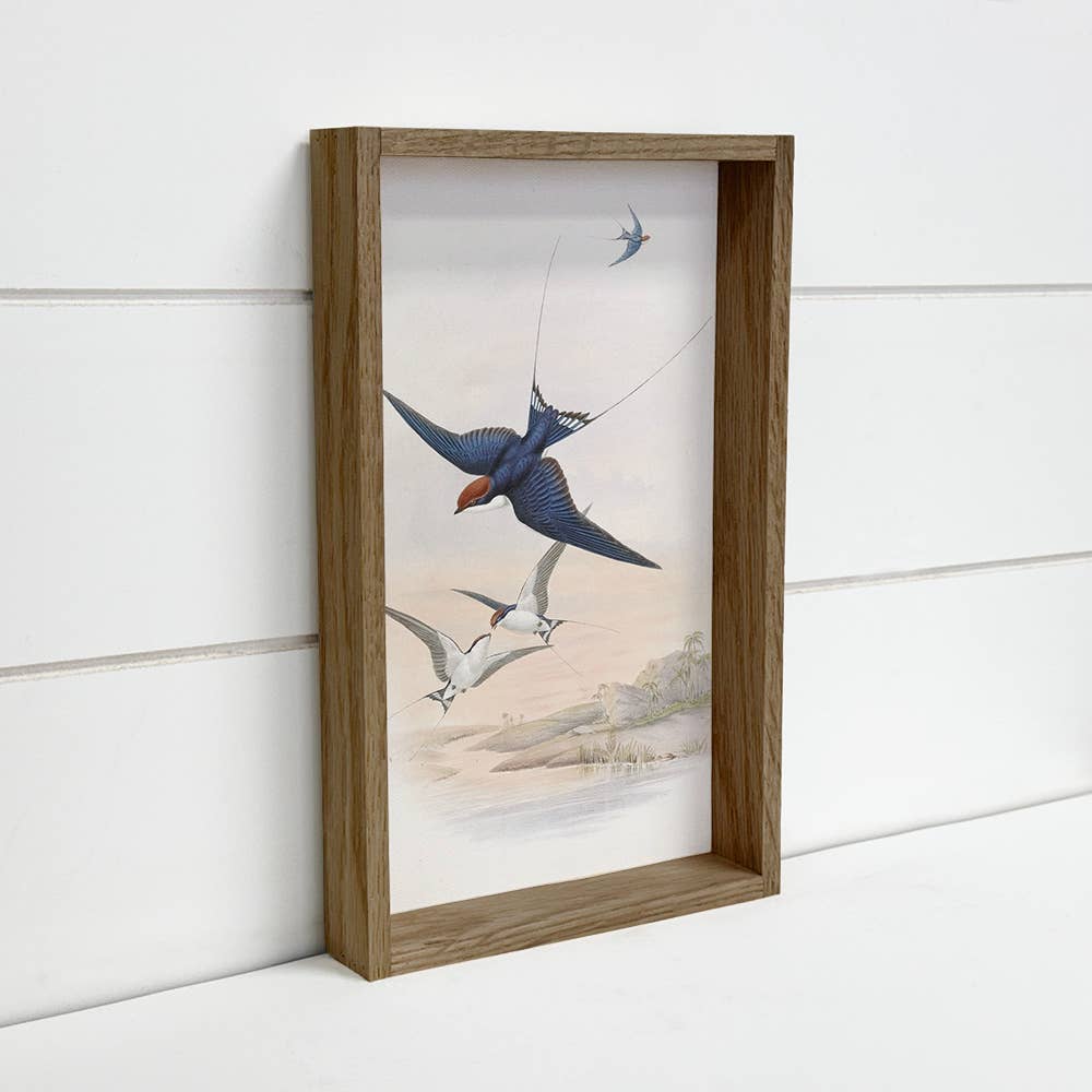 Swallows Illustrations - Bird Canvas Art - Wood Framed Art