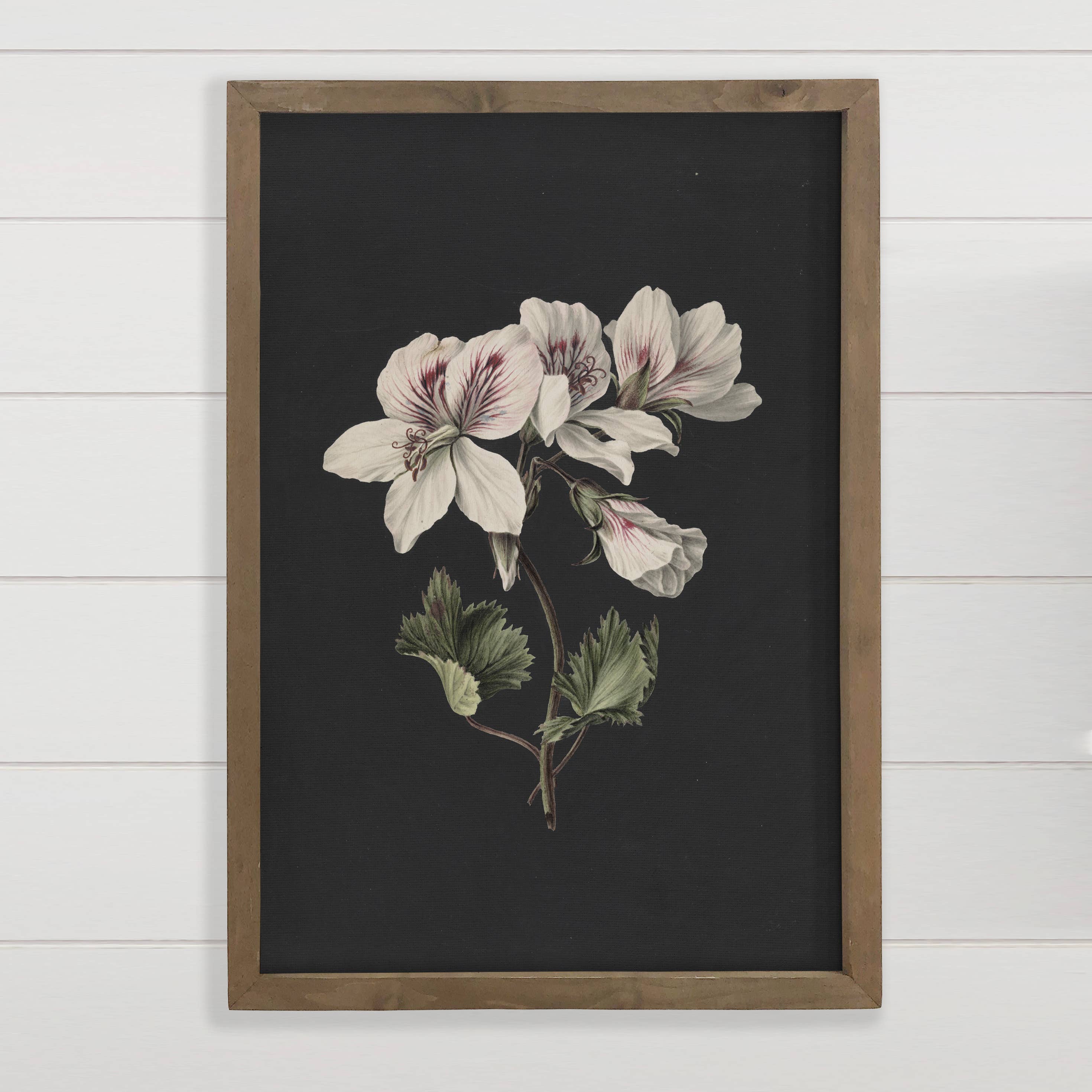 Geraniums on Black - Geraniums Canvas Art - Wood Framed Art