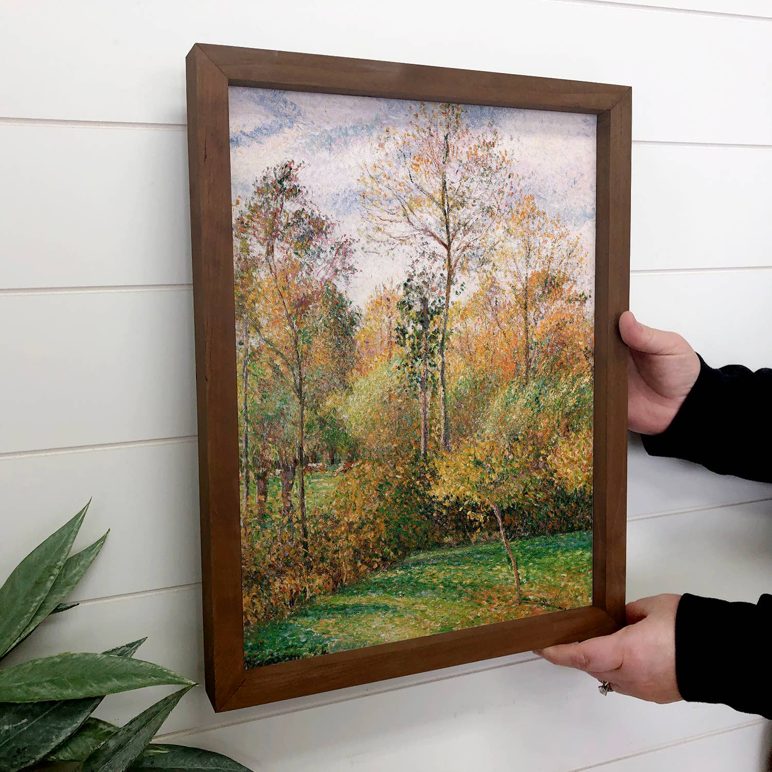 Fall Poplar Trees - Tree Canvas Art - Wood Framed Artwork