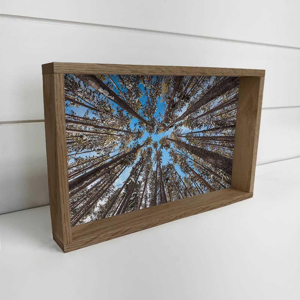 Lodgepole Pine Forest - Nature Canvas Art - Wood Framed Art