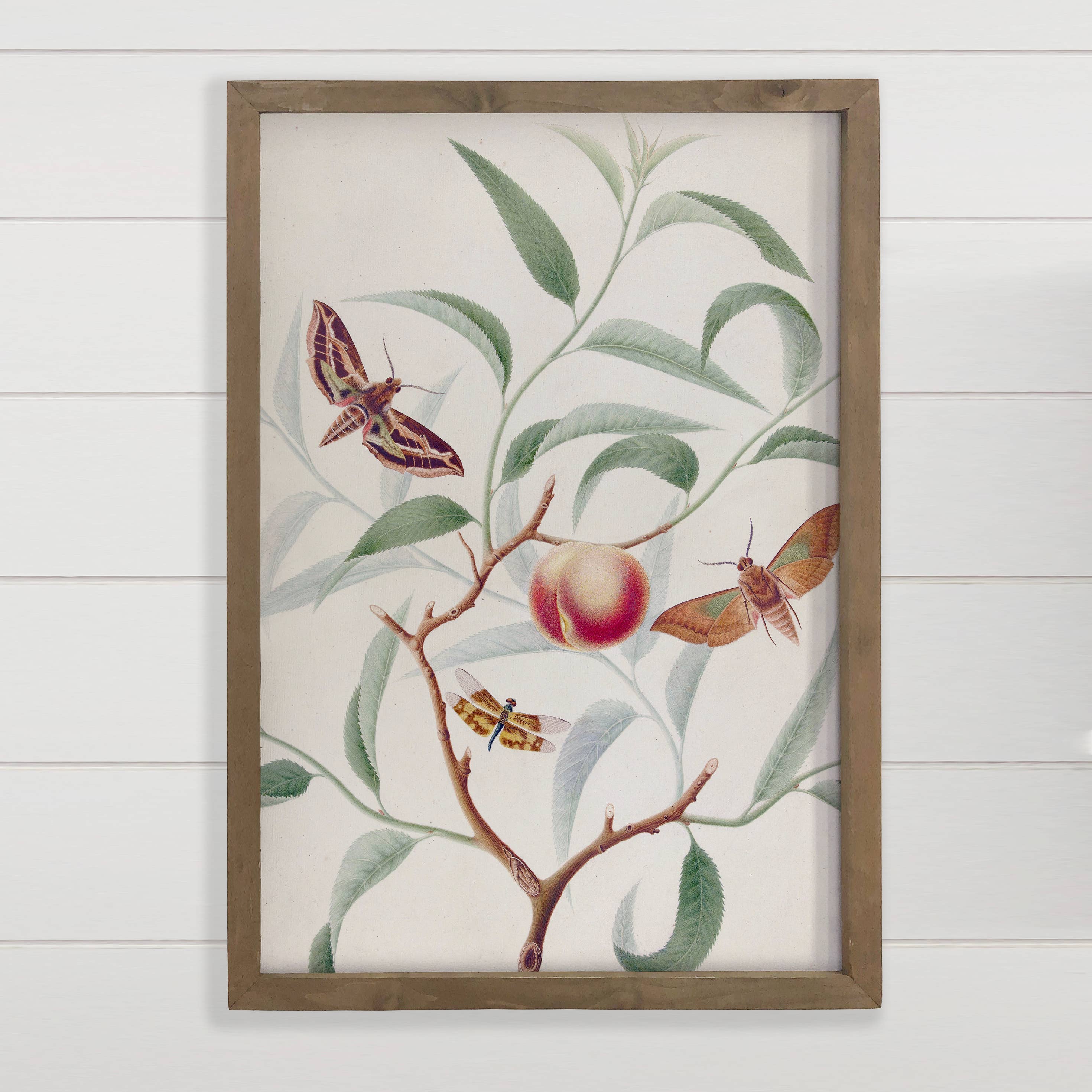 Peach and Moths - Nature Canvas Art - Wood Framed Wall Art
