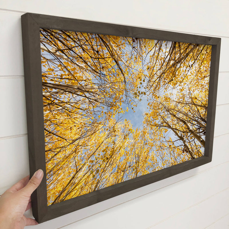 Golden Aspen - Framed Nature Photograph - Fall Canvas Decor