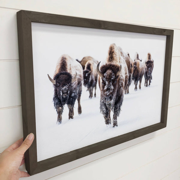 Wood Framed Wildlife Photography - Bison Group - Cabin Decor