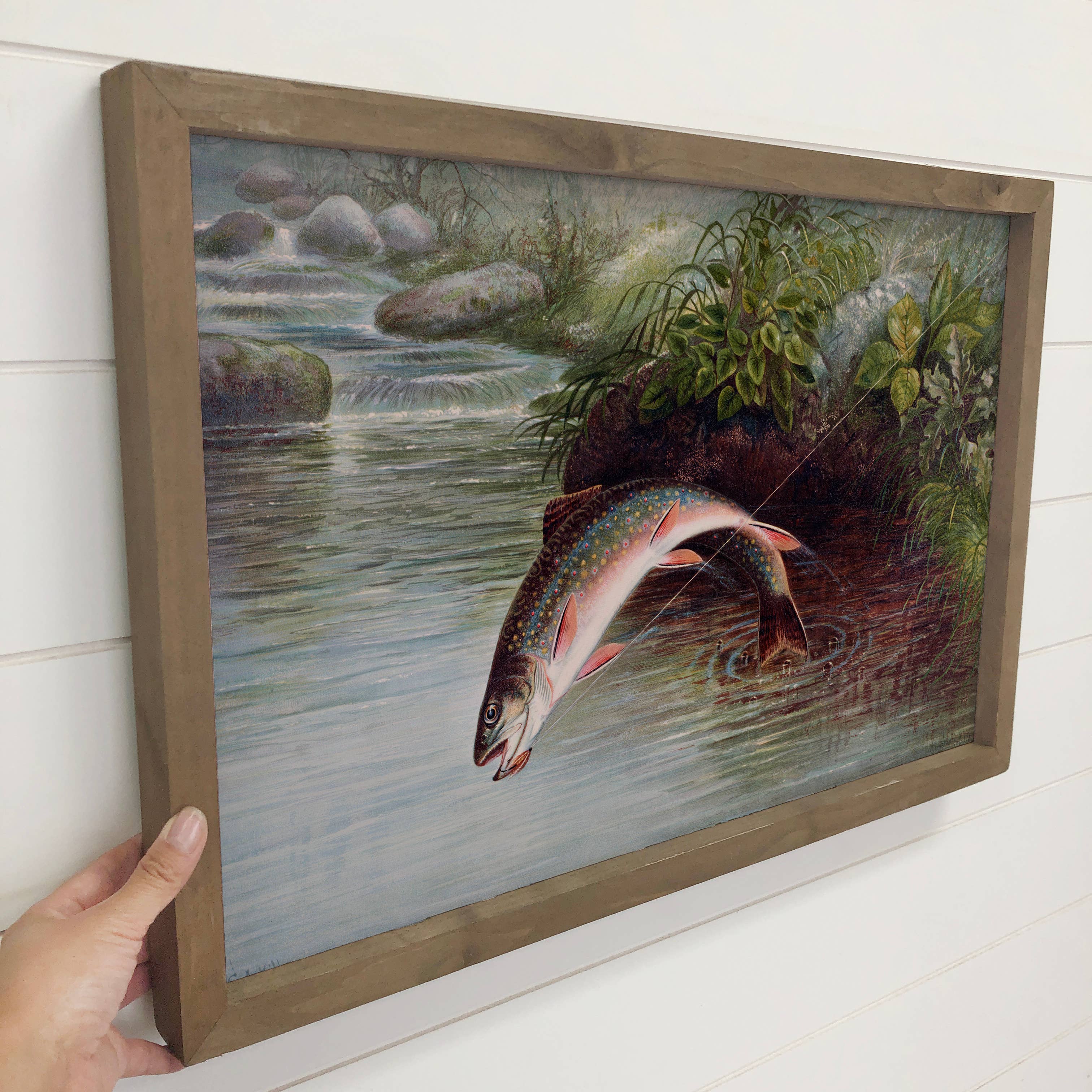Caught Brook Trout - Fish Canvas Art - Wood Framed