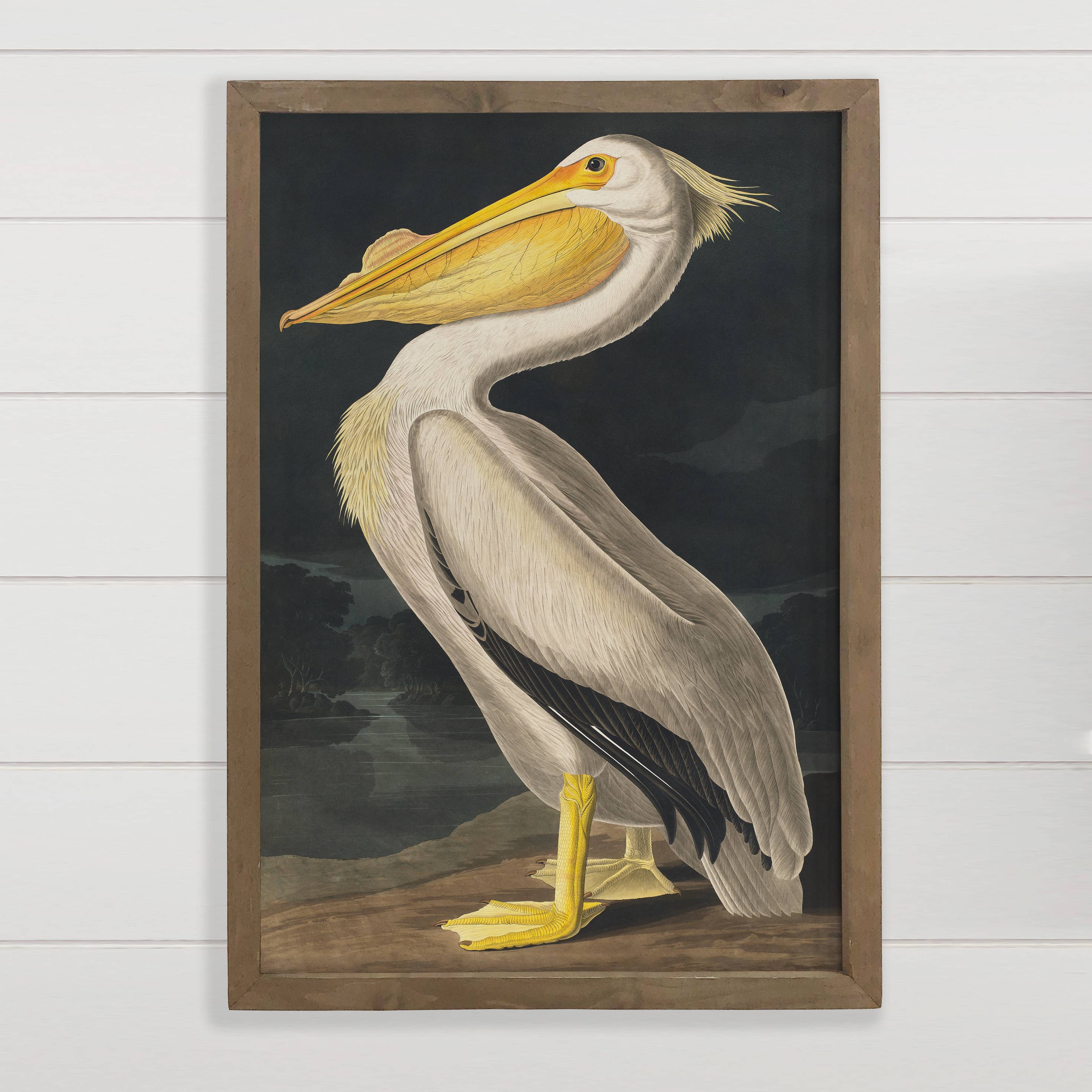 Audubon Pelican - Lake House Wall Art - Framed Art Print