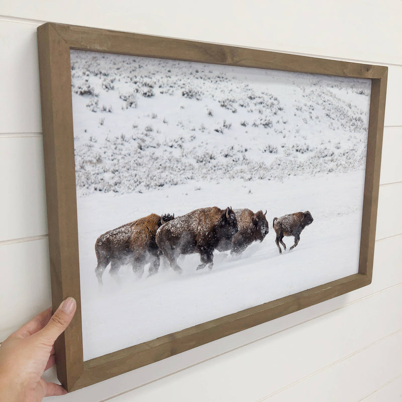 Bison in the Snow - Framed Animal Photograph - Ranch House