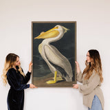 Audubon Pelican - Lake House Wall Art - Framed Art Print