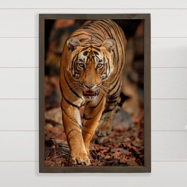 Bengal Tiger Stare - Wildlife Photograph Canvas Art - Framed