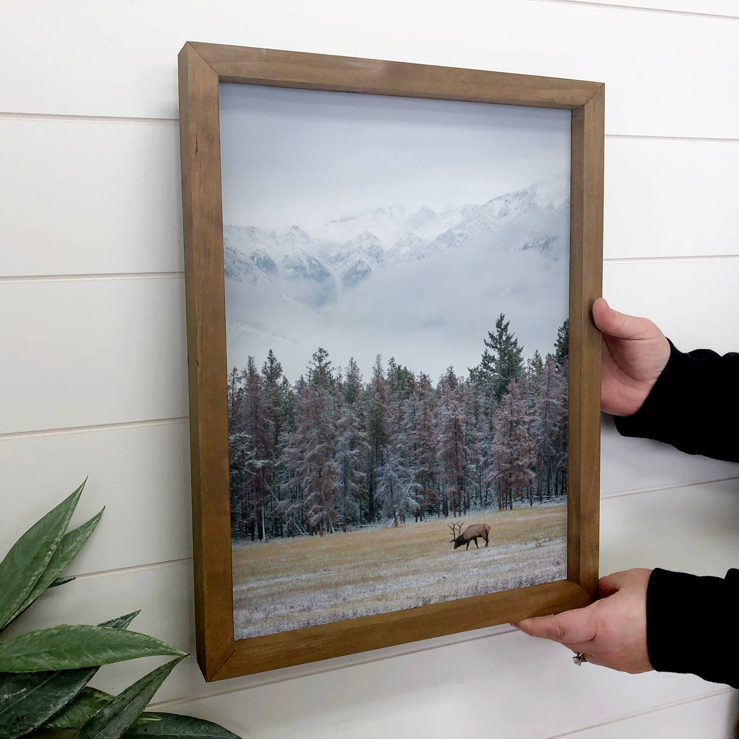 Winter Elk Scene - Wildlife Photograph Canvas Art - Framed