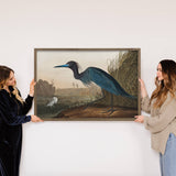 Audubon Blue Crane - Lake House Decor - Large Canvas Art