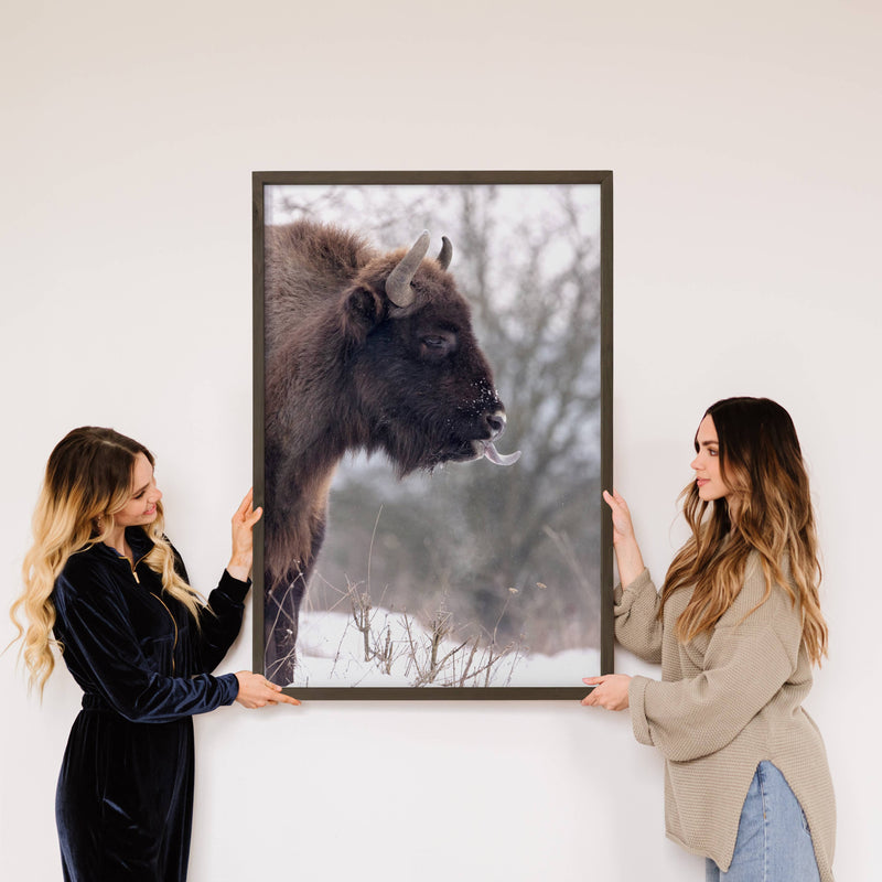 Bison's Tongue - Wildlife Photography Canvas Art - Framed