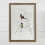 Long Tailed Finch - Bird Canvas Art - Wood Framed Wall Decor