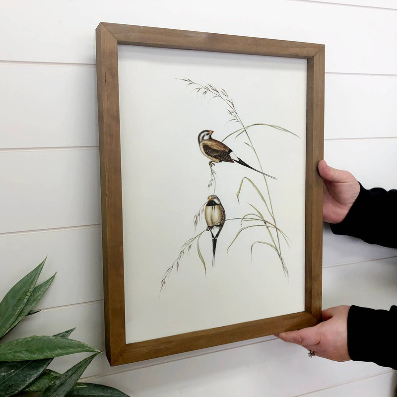 Long Tailed Finch - Bird Canvas Art - Wood Framed Wall Decor