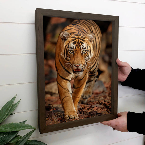 Bengal Tiger Stare - Wildlife Photograph Canvas Art - Framed