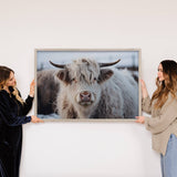 White Highland Cow - Farmhouse Décor - Framed Animal Photo