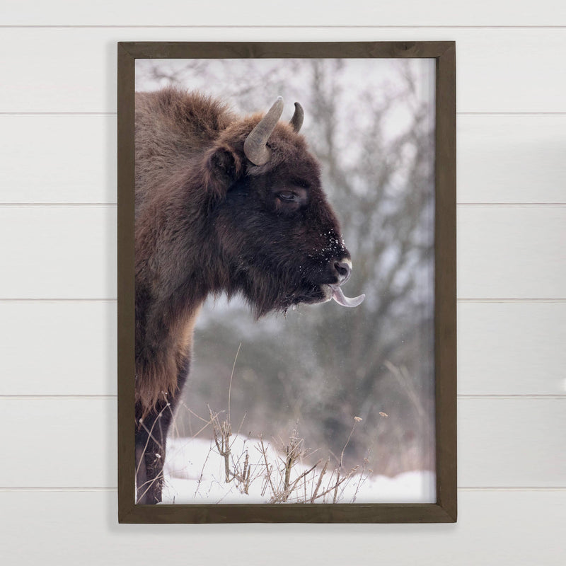 Bison's Tongue - Wildlife Photography Canvas Art - Framed