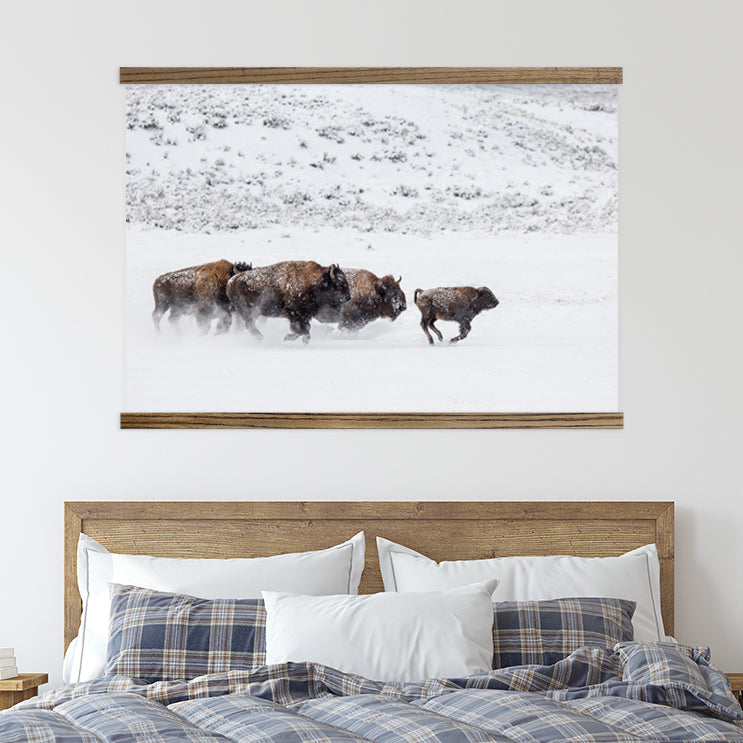 Bison in the Snow - Framed Animal Photograph - Ranch House