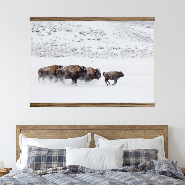 Bison in the Snow - Framed Animal Photograph - Ranch House