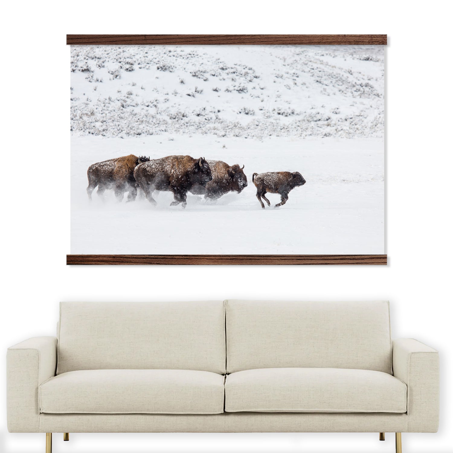 Bison in the Snow - Framed Animal Photograph - Ranch House