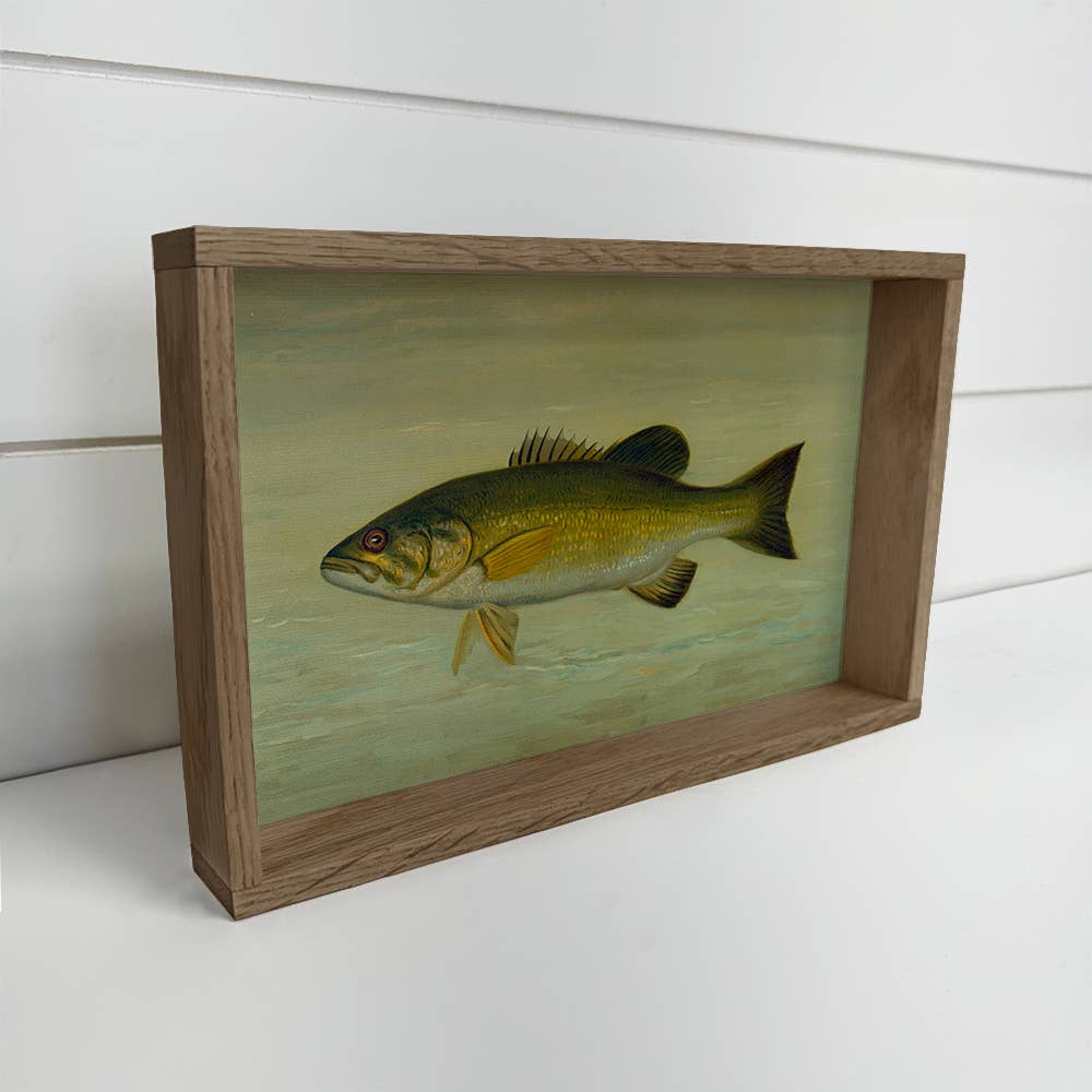 Fish Study Small Mouthed Bass - Fish Canvas Art - Wood Frame