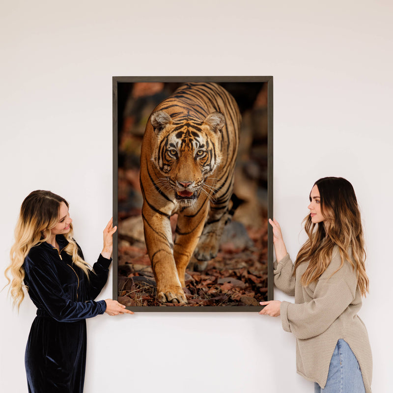 Bengal Tiger Stare - Wildlife Photograph Canvas Art - Framed