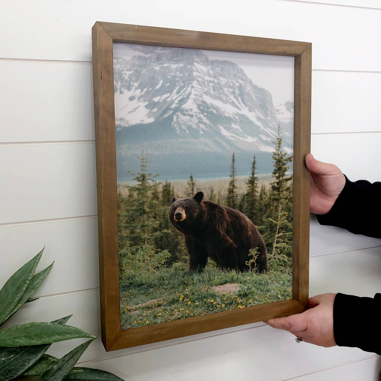 Black Bear Glacier Montana - Wildlife Photograph Canvas Art